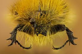 Image result for Tropinota hirta