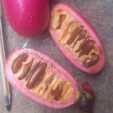 Image result for Uvariodendron