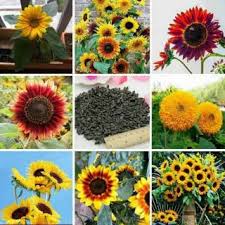 Begitu juga dengan bunga kecil di tengahnya yang berwarna coklat. Biji Bunga Matahari Russian Giant Sunflower Shopee Indonesia