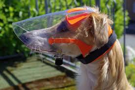 Man kann ihn zwar theoretisch auch im winter fahren, aber das. Optivizor Augenschutz Fur Hunde Kaufen Im Online Shop Von Aniprotec