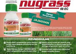 Grinting pakai bahan aktif glifosat seperti supremo, satu tengki 16 l pakai 400 ml mati mas, biasa'nya. Nufarm Indonesia Hai Nufarmers Gulma Merupakan Tumbuhan Yang Kehadirannya Tidak Diinginkan Karena Dapat Menjadi Pesaing Bagi Tanaman Pokok Dalam Penyerapan Unsur Hara Menjadi Inang Bagi Hama Dan Penyakit Tanaman Salah Satu
