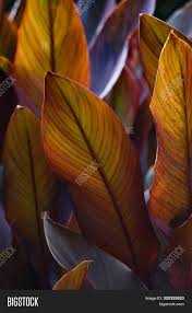 This distinctive plant has velvety leaves with slightly raised hairs on greenish purple stems. Canna X Generalis Image Photo Free Trial Bigstock
