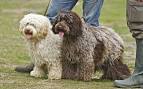 Cockapoo price range. Cockapoo puppies for sale cost ...
