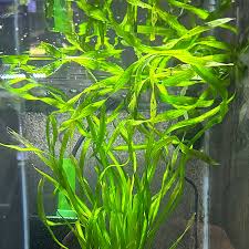 Image result for Vallisneria spiralis