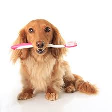 Well if you decide to leave them at home, you need to be prepared to pay. Harmony Vet Care Full Service Non Profit Pet Care Serving Tampa Fl