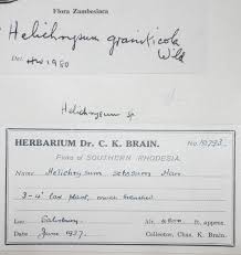 Image result for Helichrysum graniticola