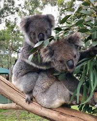 Pin By M A On Koalas Koala Bear Koala Animals