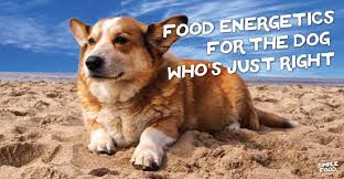 Food Energetics For The Dog Whos Just Right The Simple
