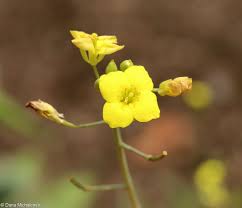 Image result for Diplotaxis tenuifolia