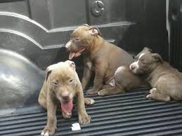 Like any dog breed, you must do your research. Bully Pitbull Pets And Animals For Sale Goldsboro Nc