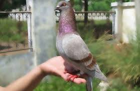 Maybe you would like to learn more about one of these? Cara Merawat Merpati Balap