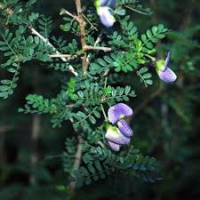 Image result for Ormocarpum kirkii