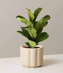 If you have no idea where your plant is native to, it can be really tricky to get a positive identification! How To Identify House Plants Quickly Identify Indoor Plants