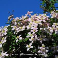 Check spelling or type a new query. Clematis Montana Pink Perfection