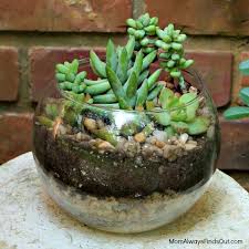 Succulent Terrarium In A Clear Glass Bubble Bowl Succulents In Glass Succulent Terrarium Succulents