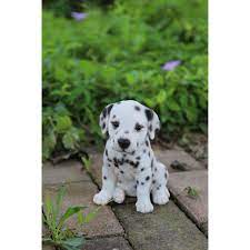 Overstock Com Online Shopping Bedding Furniture Electronics Jewelry Clothing More Dalmatian Puppies For Sale Dalmatian Puppy Cute Baby Animals