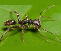 Image result for Sabicea bequaertii