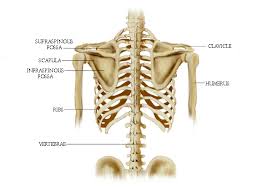 In those cases, deep tissue therapy to release tension in the back may help release the posterior ribs or compensation patterns. The Twelfth Ribs Full Circle School Of Massage Therapyfull Circle School Of Massage Therapy