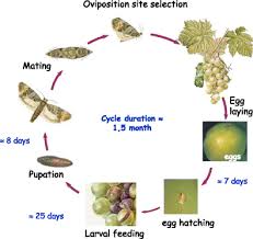 Colorado springs has americas only mountainside zoo. Biological Protection Against Grape Berry Moths A Review Springerlink