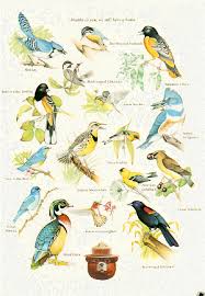 Identification Backyard Birds Of Minnesota Smokey Bear Nature Poster Birds Nature Posters Bird Poster Smokey The Bears