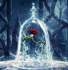 Maybe you would like to learn more about one of these? Rosa De La Bella Y La Bestia Toda Su Historia Boxflora