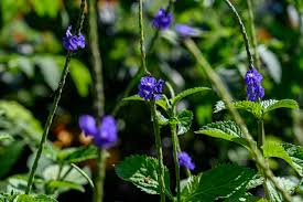 Image result for Stachytarpheta