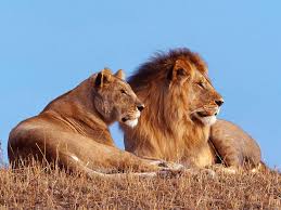 Las leonas no tienen melena (salvo casos. Por Que Los Leones Tienen Melena Peakd