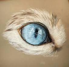 35 Ideas For Drawing Cat Eyes Artists Cat Eyes Drawing Eye Drawing Watercolor Cat