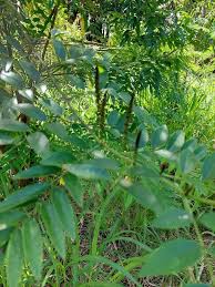 Image result for Indigofera emarginella
