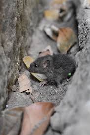 Check spelling or type a new query. What To Do When You Have A Rat Or Mice Infestation This Winter