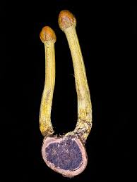 Image result for Tolpis capensis