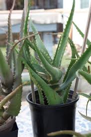 Image result for Aloe dawei