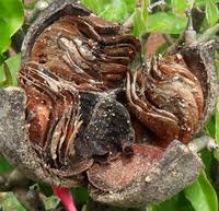 Image result for Khaya anthotheca