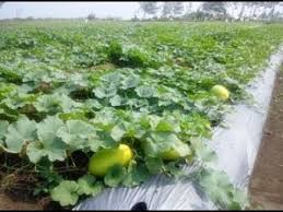 Pemupukan durian pada durian dewasa ini bertujuan untuk merangsang pembuahan sunarmi 2juli 2019 alhamdulilah dapat ilmu yg banyak bapak,dengan adanya sering ini ,pak aq mau tanya durian. Cara Menanam Labu Dan Perawatannya Agar Berbuah Lebat Budidaya Modern Youtube