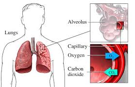 You hold it in your hand and blow into it as hard as you can to get a measure of the greatest airflow rate you can produce. Type 2 Respiratory Failure Kent Community Health Nhs Foundation Trust