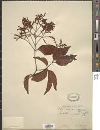 Image result for Strephonema mannii