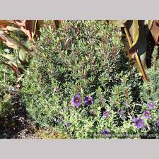 Image result for Landolphia lanceolata