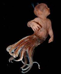 Squid Nutrition Facts Health Benefits Nutritional Value Calories