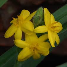 Image result for Hypoxis nyasica