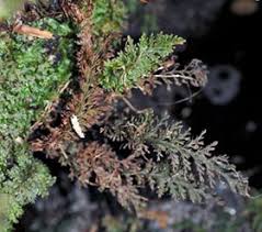 Image result for Abrodictyum rigidum