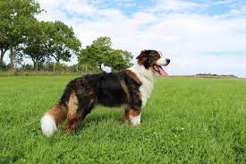 As a puppy, they have lots of energy and love to play. Australian Shepherd Golden Retriever Mix Price Temperament And More Perfect Dog Breeds