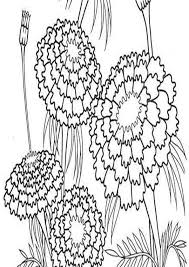 Home/flowers coloring pages/marigold coloring page. Coloring Pages Blooming Marigold Coloring Page