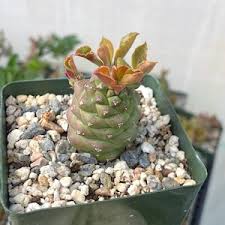 Image result for Monadenium laeve
