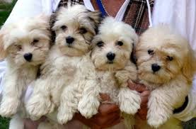 The havanese is a toy dog from cuba. Havanese Dog Temperaments And Care Pethelpful