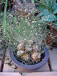 Image result for Schizobasis intricata