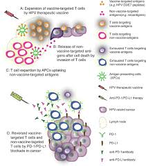 The Promise Of Combining Cancer Vaccine And Checkpoint Blockade For Treating Hpv Related Cancer Sciencedirect