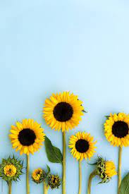 Wallpapers at this precise resolution won't be scaled. Sunflowers On A Blue Background By Ruth Black Sunflower Flower Sunflower Iphone Wallpaper Sunflower Wallpaper Flower Background Wallpaper