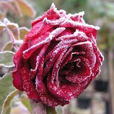 5 fehler, durch die rosen nicht blühen 1. Letzte Rose Rosen Ratgeber Informatives Rosen Online Kaufen Im Rosenhof Schultheis