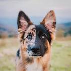 German Australian Shepherd : Mix of Australian Shepherd ...