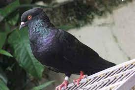 Burung ini berkembang di alam liar dan mempunyai tempat bersarang di batu cadas dan di tebing. Mitos Atau Fakta Karakter Merpati Berdasarkan Warna Dan Motif Bulunya Gemar Ternak Dan Kicau Burung